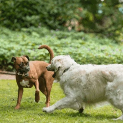 Hunter Collar Madeira Leather Dog Collar 18 Hunter Collar Madeira Leather Dog Collar -Petkit Shop hunter international dog collar hunter collar madeira leather dog collar medium to large breeds 3674857832551