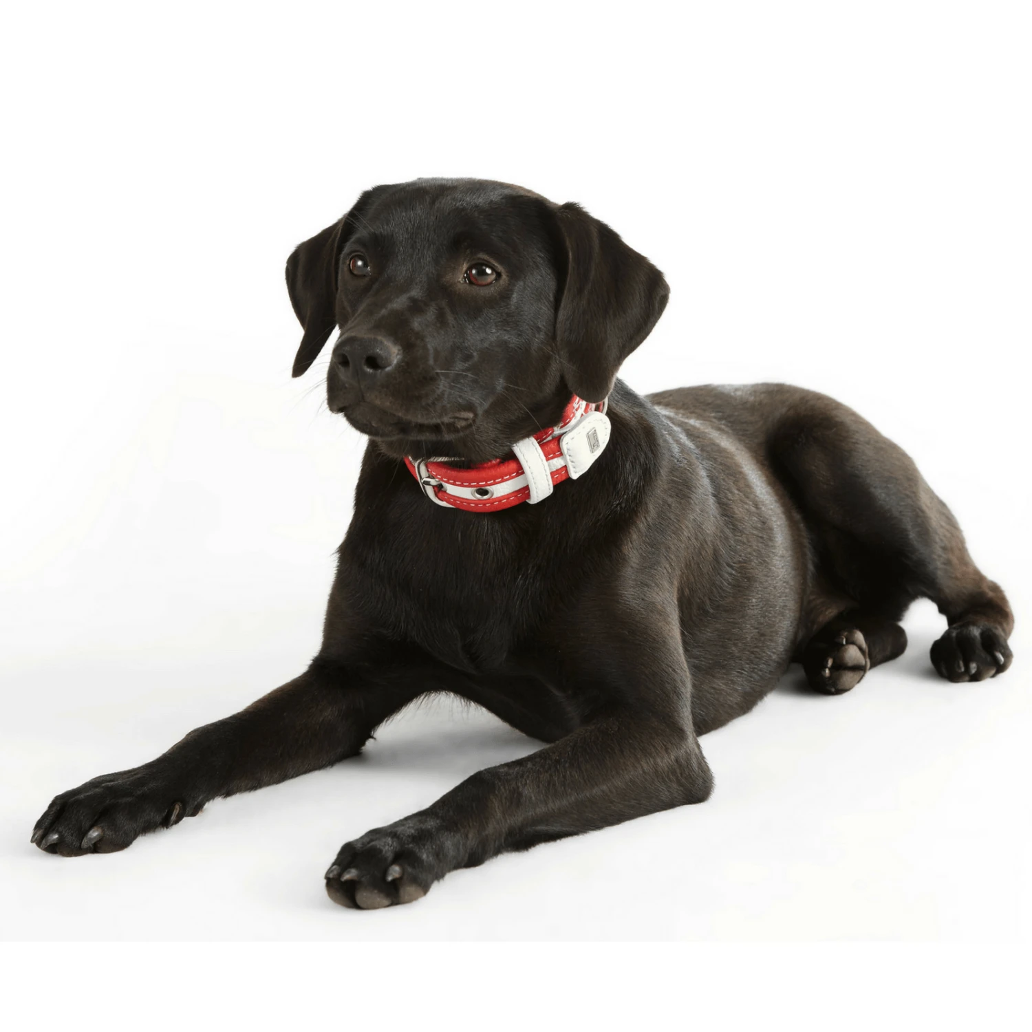 Hunter Collar Madeira Leather Dog Collar 8 Hunter Collar Madeira Leather Dog Collar - Image 6