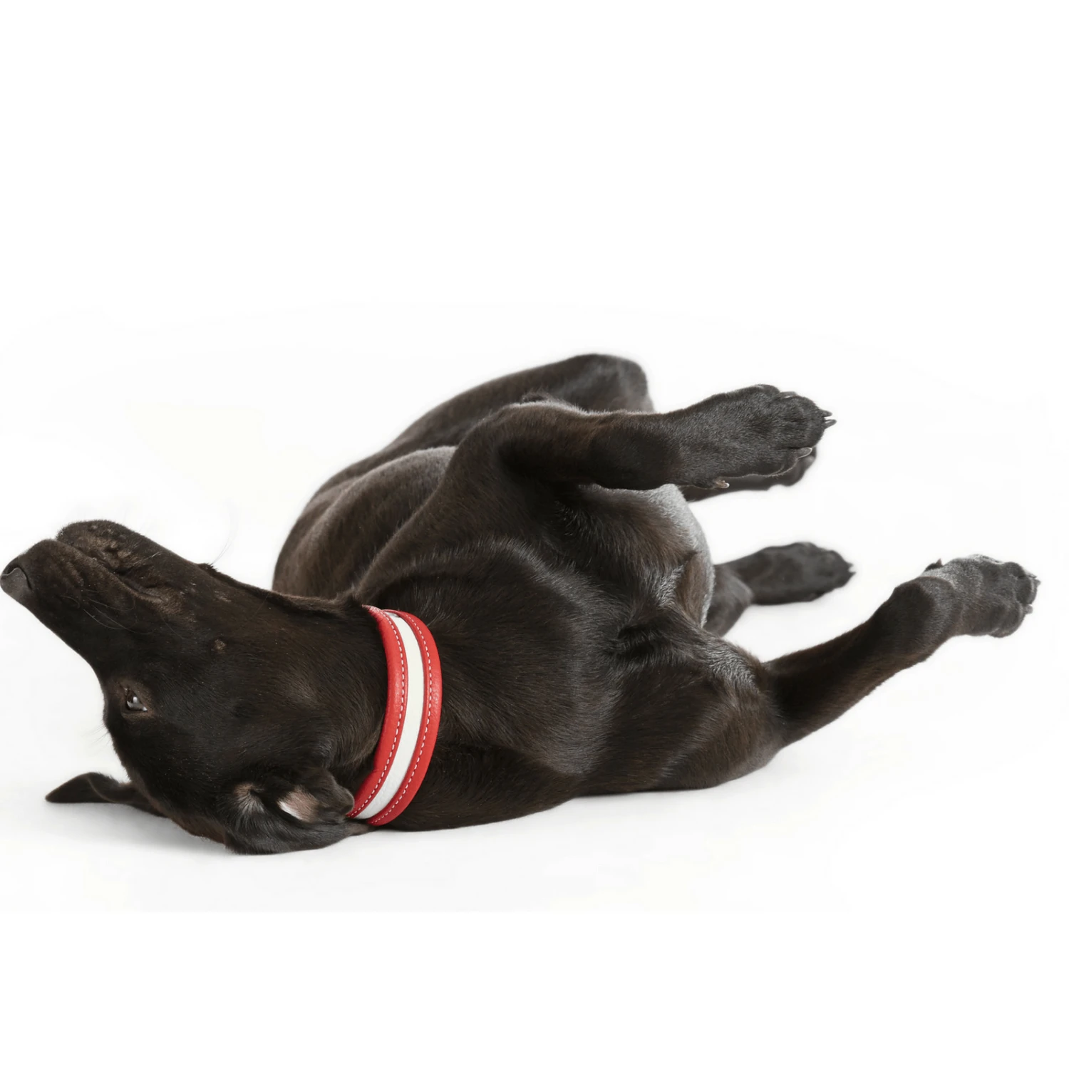 Hunter Collar Madeira Leather Dog Collar 9 Hunter Collar Madeira Leather Dog Collar - Image 7