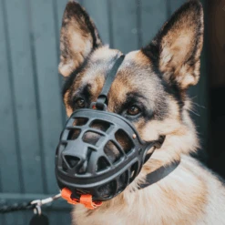 Hunter Dog Muzzle Albury -Petkit Shop hunter international dog collar hunter dog muzzle albury 28094301864135