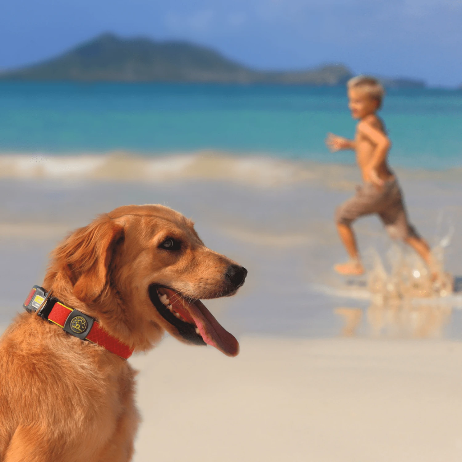 Hunter Maui Vario Plus Dog Collar Heavy Duty Clasp Buckle 10 Hunter Maui Vario Plus Dog Collar Heavy Duty Clasp Buckle - Image 8