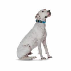 Hunter Maui Vario Plus Dog Collar Heavy Duty Clasp Buckle 16 Hunter Maui Vario Plus Dog Collar Heavy Duty Clasp Buckle -Petkit Shop hunter international dog collar hunter maui vario plus dog collar heavy duty clasp buckle 7387723923559