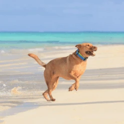 Hunter Maui Vario Plus Dog Collar Heavy Duty Clasp Buckle 17 Hunter Maui Vario Plus Dog Collar Heavy Duty Clasp Buckle -Petkit Shop hunter international dog collar hunter maui vario plus dog collar heavy duty clasp buckle 7387724087399