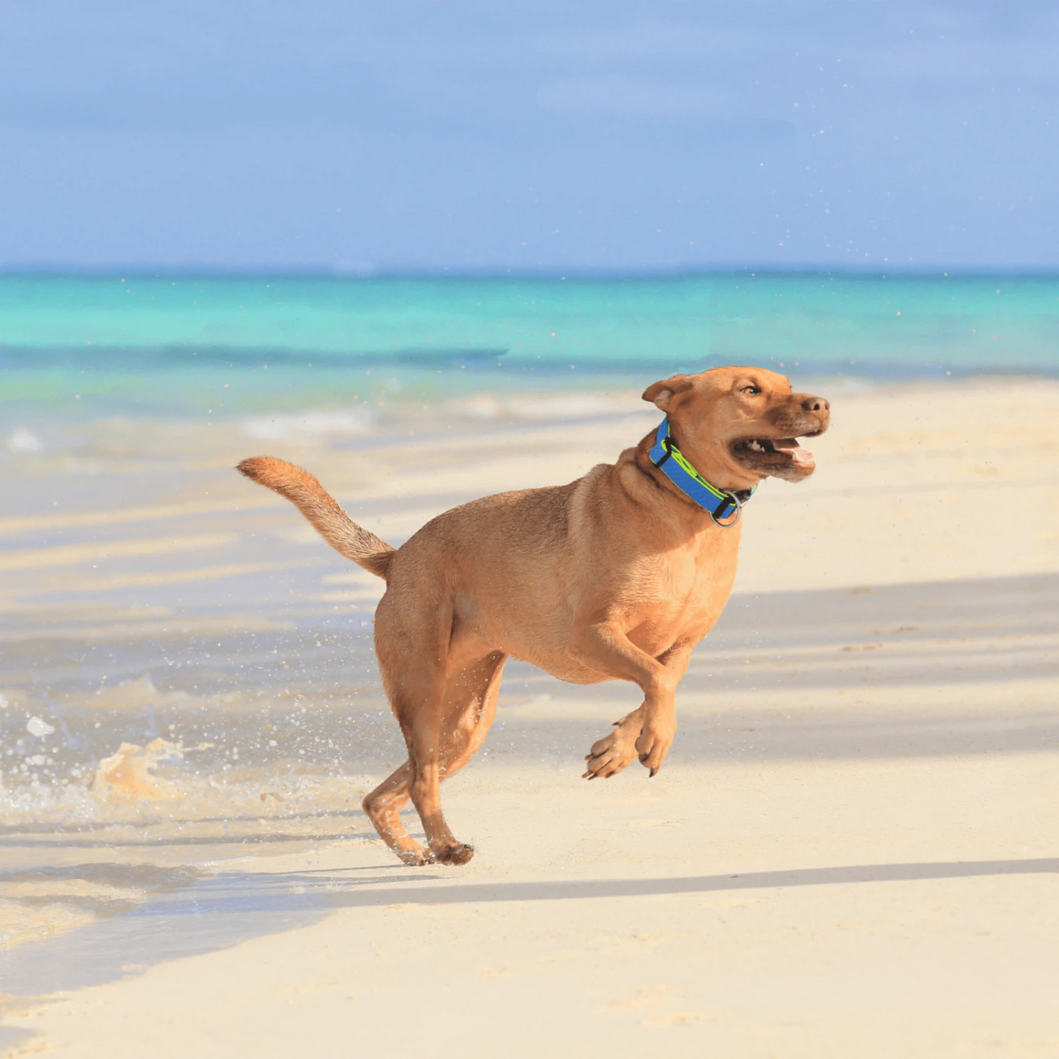 Hunter Maui Vario Plus Dog Collar Heavy Duty Clasp Buckle 9 Hunter Maui Vario Plus Dog Collar Heavy Duty Clasp Buckle - Image 7