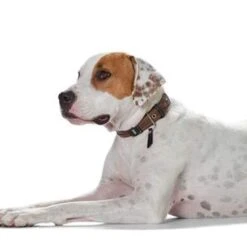 Hunter Sansibar Special Edition Leather Dog Collar -Petkit Shop hunter international dog collar hunter sansibar special edition leather dog collar 18020101317