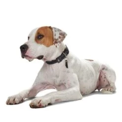 Hunter Sansibar Special Edition Leather Dog Collar -Petkit Shop hunter international dog collar hunter sansibar special edition leather dog collar 31853475397831