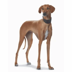 Hunter Super Soft Greyhound Leather Dog Collar -Petkit Shop hunter international dog collar hunter super soft greyhound leather dog collar 15988852162663