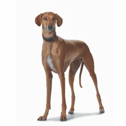 Hunter Super Soft Greyhound Leather Dog Collar -Petkit Shop hunter international dog collar hunter super soft greyhound leather dog collar 15988852228199