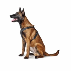 Hunter Aalborg Soft Genuine Leather Dog Harness, Black -Petkit Shop hunter international dog harness hunter aalborg soft genuine leather dog harness black 14099250872423