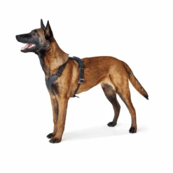 Hunter Aalborg Soft Genuine Leather Dog Harness, Black -Petkit Shop hunter international dog harness hunter aalborg soft genuine leather dog harness black 31866854277319