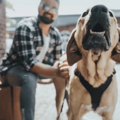 Hunter Aalborg Soft Genuine Leather Dog Harness, Black -Petkit Shop hunter international dog harness hunter aalborg soft genuine leather dog harness black 31870785716423