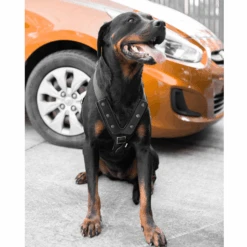 Hunter Easy Comfort Dog Car Harness -Petkit Shop hunter international dog harness hunter easy comfort dog car harness w seat belt attachment 31855595421895