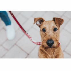 Hunter Classic Swiss Leather Dog Training Lead -Petkit Shop hunter international dog leash hunter classic swiss leather dog training lead 3 way adjustable 15988677541991