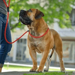 Hunter Retriever Rope Dog Lead, Red 11 Hunter Retriever Rope Dog Lead, Red -Petkit Shop hunter international dog leash hunter retriever rope dog lead red 3674730430567