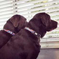 Personalised Dog Collar - Picnic Time -Petkit Shop id pet dog collar personalised dog collar picnic time 3908000120935