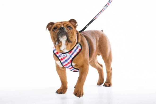 Personalised Pet Harness - Picnic Time 7 Personalised Pet Harness - Picnic Time - Image 5