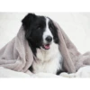 T&S Puppy Mink Dog Blanket, Warm Grey -Petkit Shop t s products dog bed t s puppy mink dog blanket 11991684710503