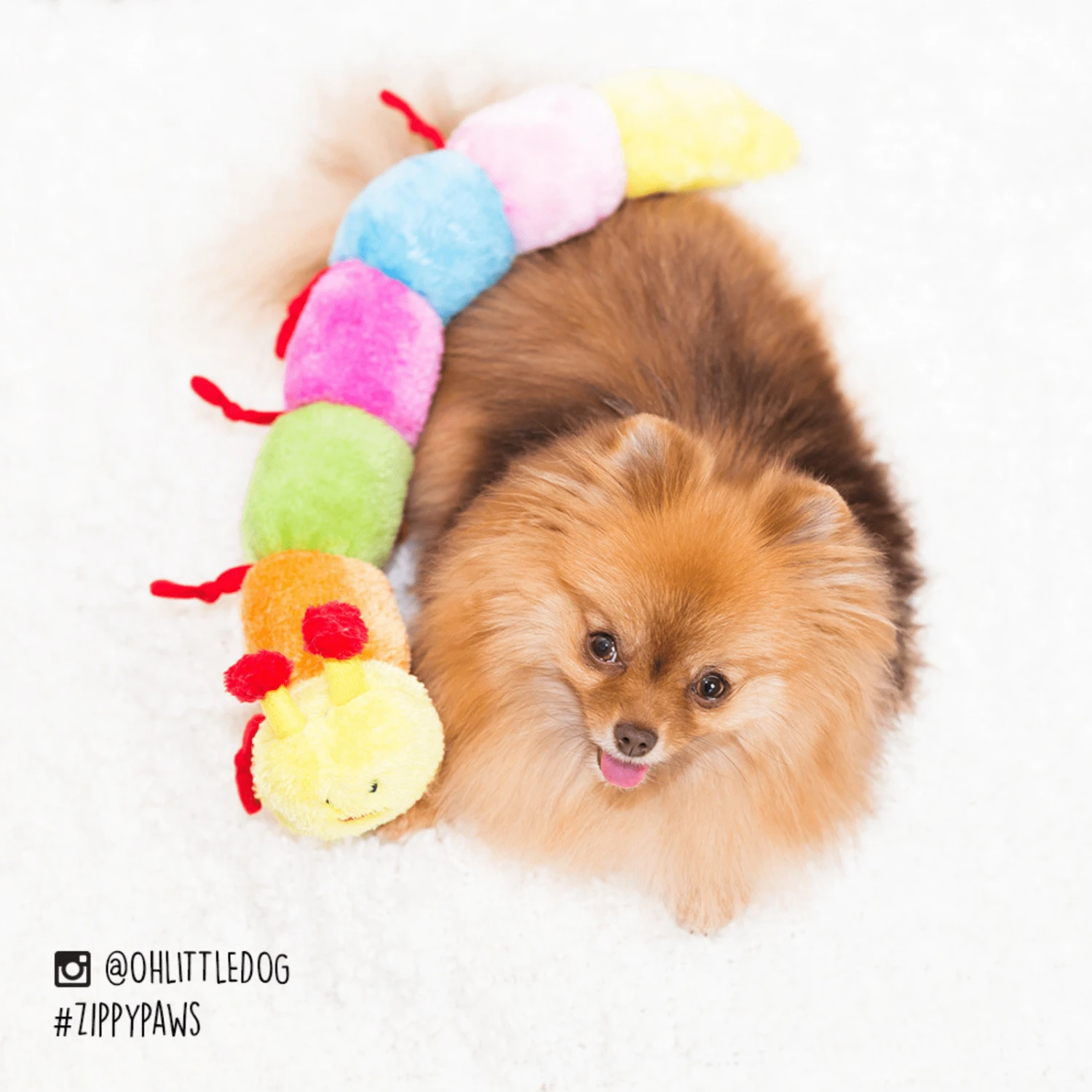 Zippy Paws Long Caterpillar Dog Squeaker Toy 7 Zippy Paws Long Caterpillar Dog Squeaker Toy - Image 5