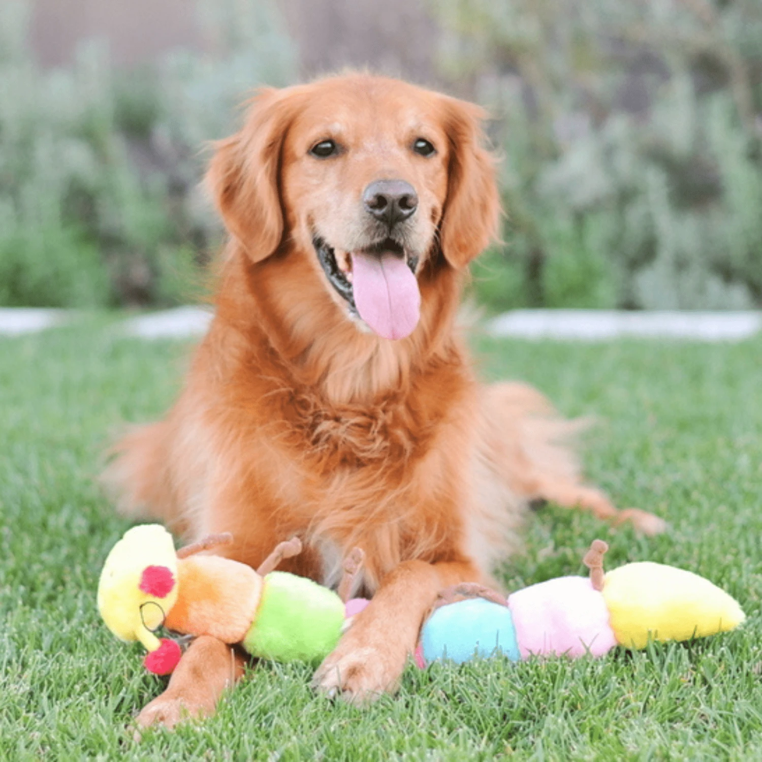 Zippy Paws Long Caterpillar Dog Squeaker Toy 6 Zippy Paws Long Caterpillar Dog Squeaker Toy - Image 4